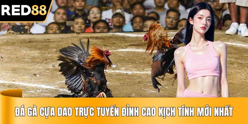 Đá Gà Cựa Dao